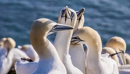 开云：开启云端新纪元，成就企业数字化跃迁