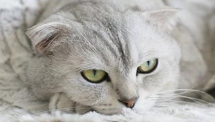 马斯切拉诺不满判罚被裁判罚下！离场时不停鼓掌